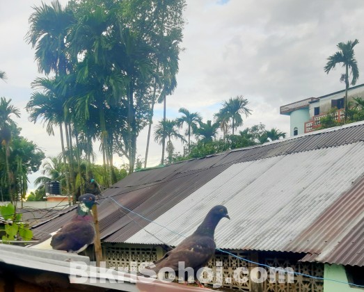 দেশি কবুতর